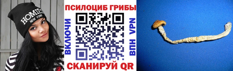 Галлюциногенные грибы мухоморы  купить наркоту  МЕГА вход  Грязи 